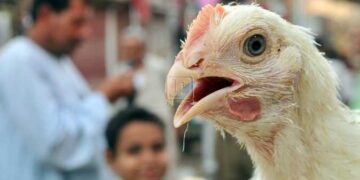 مجلس الوزراء يوضح حقيقة ظهور فيروس إنفلونزا الطيور بالمزارع المصرية