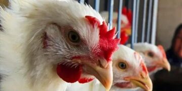 أسعار الدواجن والبيض في مصر اليوم الثلاثاء