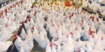 أسعار الدواجن والبيض في مصر اليوم الاربعاء