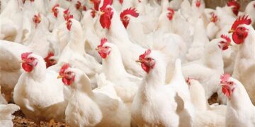 حقيقة ارتفاع أسعار الدواجن نتيجة نقص المعروض منها بالأسواق