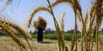 وزارة الزراعة تعلن تجاوز المستهدف من المساحات المنزرعة بالقمح خلال الموسم الحالي