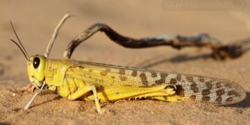 “الزراعة” تنفي رصد جراد صحراوي بـ “بئر العبد” في سيناء