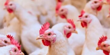 أسعار الدواجن والبيض في مصر اليوم الإثنين