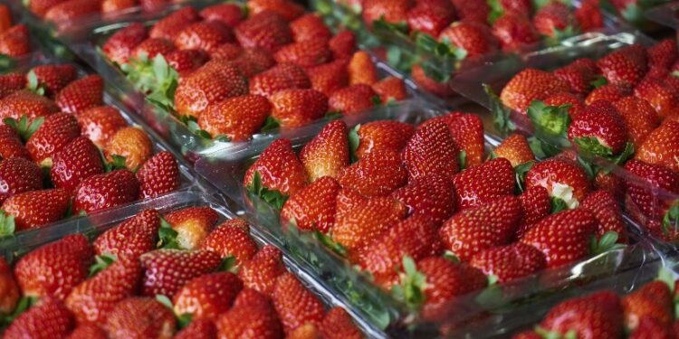 “الزراعة” تعلن فتح السوق الأوزبكي أمام صادرات مصر من الفراولة الطازجة