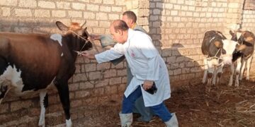 الزراعة” تطلق حملة استثنائية لتحصين الثروة الحيوانية ضد الحمى القلاعية والوادي المتصدع