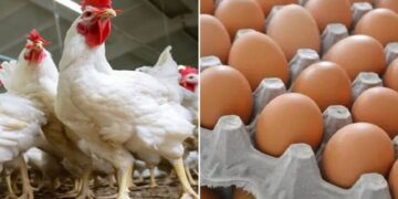 أسعار الدواجن والبيض في مصر اليوم الأحد