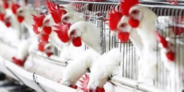 أسعار الدواجن والبيض في مصر اليوم الثلاثاء