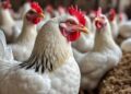 ارتفاع جديد في أسعار الدواجن والبيض اليوم الاربعاء