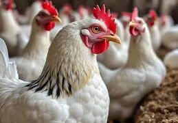 ارتفاع جديد في أسعار الدواجن والبيض اليوم الاربعاء
