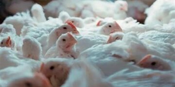 ارتفاع أسعار الدواجن والبيض اليوم السبت