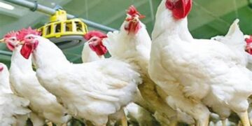 ارتفاع أسعار الدواجن والبيض اليوم الاربعاء