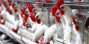 أسعار الدواجن والبيض في مصر اليوم الإثنين
