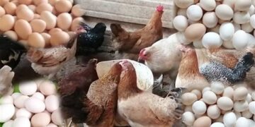 ارتفاع جديد في أسعار الدواجن والبيض اليوم الجمعة