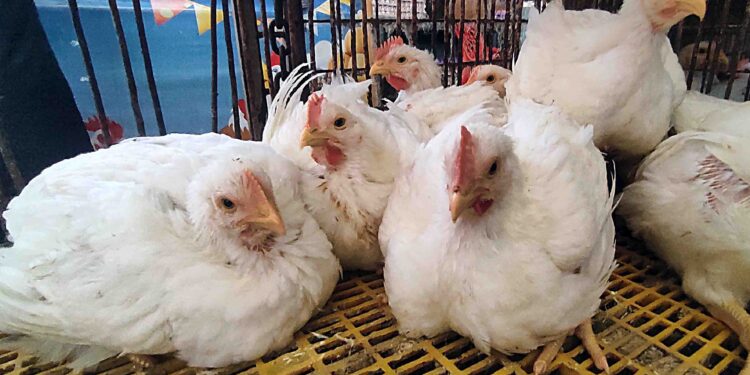 ارتفاع كبير في أسعار الدواجن والبيض اليوم الإثنين