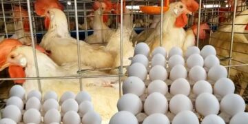 ارتفاع كبير في أسعار الدواجن والبيض اليوم الأحد