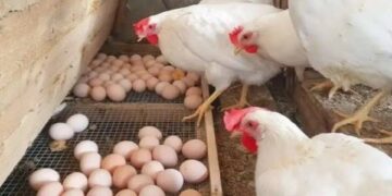 ارتفاع جديد في أسعار الدواجن والبيض اليوم الخميس