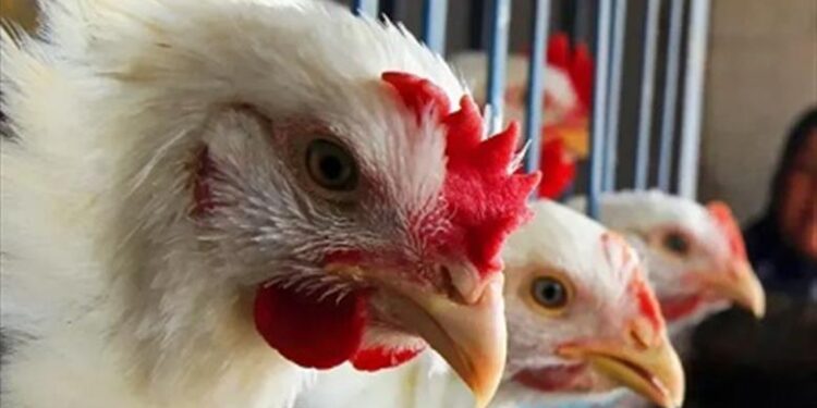 ارتفاع أسعار الدواجن والبيض اليوم الخميس
