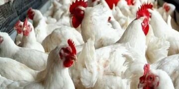 ارتفاع أسعار الدواجن والبيض اليوم الثلاثاء