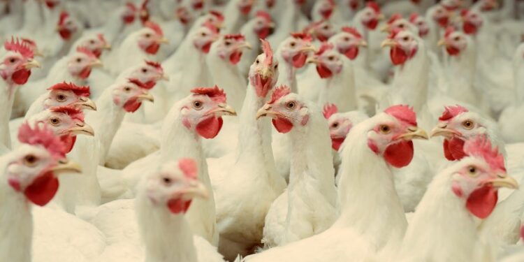 ارتفاع أسعار الدواجن والبيض اليوم الاربعاء