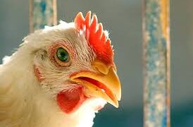 ارتفاع أسعار الدواجن والبيض اليوم الأحد