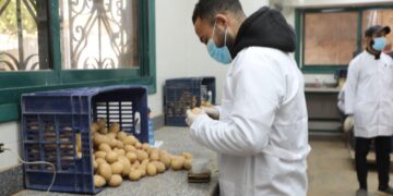  “الزراعة” تعلن حصاد جهود “المعمل المركزي لفحص وتصدير البطاطس” خلال فبراير
