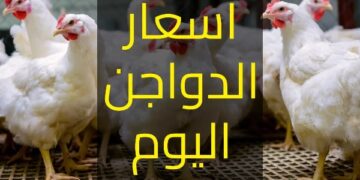 أسعار الدواجن في الأسواق اليوم الثلاثاء