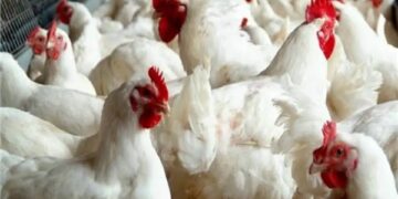 سعر الدواجن اليوم الجمعة في الأسواق