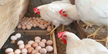 أسعار الدواجن في الأسواق اليوم الأحد