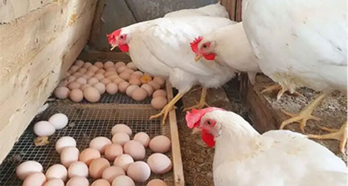 أسعار الدواجن في الأسواق اليوم الأحد