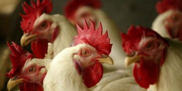 سعر الدواجن اليوم الخميس في الأسواق