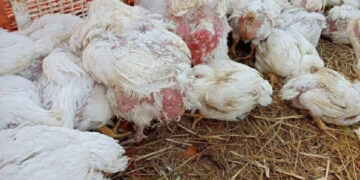 سعر الدواجن اليوم الثلاثاء في الأسواق