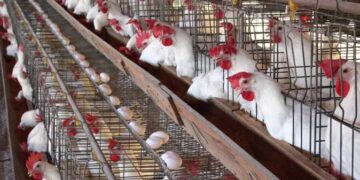 سعر الدواجن اليوم الأربعاء في الأسواق