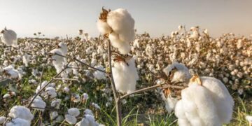 “الزراعة” تتابع التجهيز المبكر لتقاوي القطن للموسم الجديد