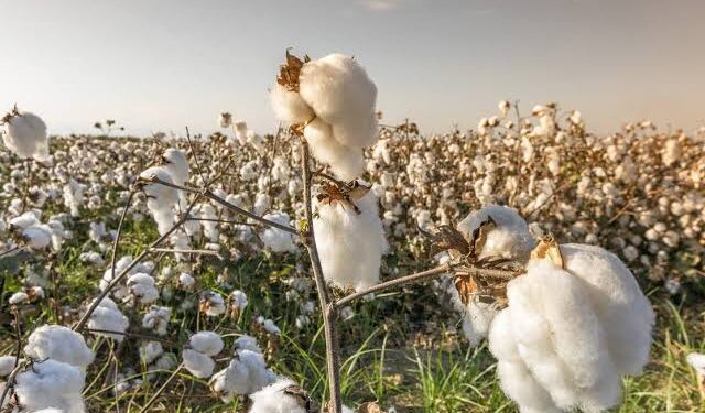 “الزراعة” تتابع التجهيز المبكر لتقاوي القطن للموسم الجديد