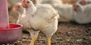 أسعار الدواجن في الأسواق اليوم السبت