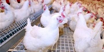 سعر الدواجن اليوم السبت في الأسواق