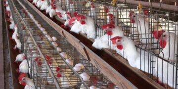 سعر الدواجن اليوم الأحد في الأسواق