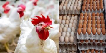 ارتفاع أسعار الدواجن والبيض اليوم الأحد