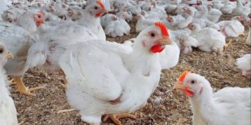 سعر الدواجن اليوم الجمعة في الأسواق