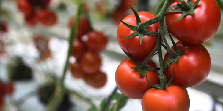 شعبة الخضروات: طرح كيلو الطماطم بـ 21.5 جنيه في المجمعات الاستهلاكية.. فيديو