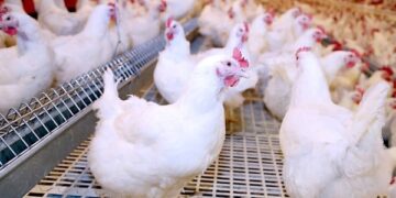 أسعار الدواجن في الأسواق اليوم الأحد