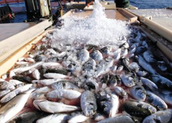 إنتاج ٧١ طنًا من الأسماك بمزرعتي المنزلة وبرسيق السمكية ضمن خطة الجهاز لتعزيز الإنتاج