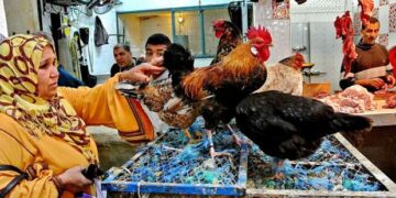 سعر الدواجن اليوم الأربعاء في الأسواق