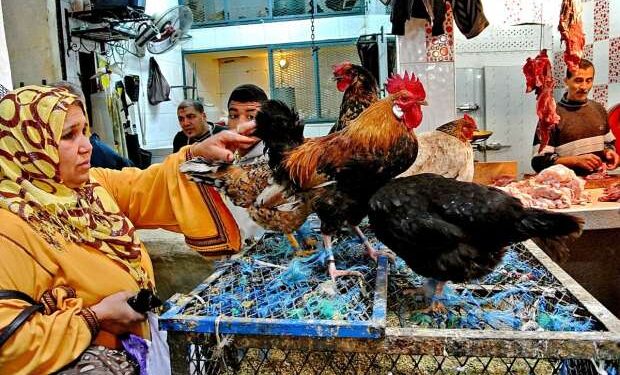 سعر الدواجن اليوم الأربعاء في الأسواق