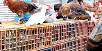 سعر الدواجن اليوم الإثنين في الأسواق