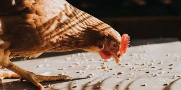 سعر الدواجن اليوم السبت في الأسواق