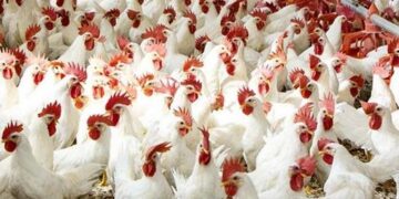 سعر الدواجن اليوم الخميس في الأسواق