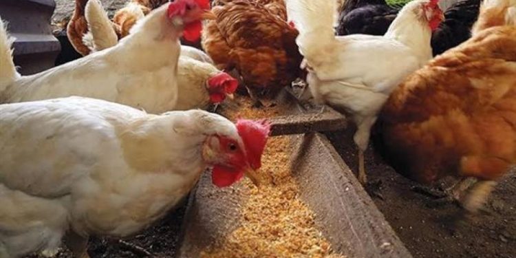 سعر الدواجن اليوم الجمعة في الأسواق