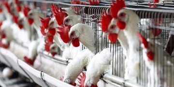 سعر الدواجن اليوم الخميس في الأسواق