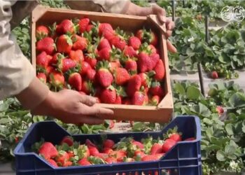 مجلس الوزراء يوضح حقيقة رفض شحنات فراولة مصدرة للخارج لاحتوائها على مواد مسرطنة